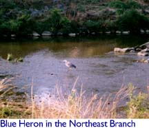 Blue Heron in the Northeast Branch